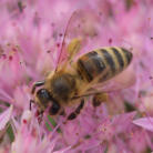 Čebelarsko društvo Kočevje
